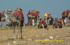 
[The Giza Plateau - The Great Pyramids - Egypt]