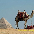The Lone Camel.

[The Giza Plateau - The Great Pyramids - Egypt]