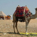 
[The Giza Plateau - The Great Pyramids - Egypt]