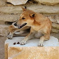 Alas! Could this be Anubis?
[Step Pyramid of Djoser - Saqqara - Egypt]