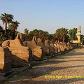 [Temple of Luxor - Egypt]