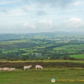 Some pink-looking sheep