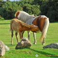 Wow, look at the mane and tail of mother Dartmoor pony