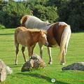 Dartmoor ponies