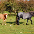 On our las day in Dartmoor, we finally saw these famous Dartmoor ponies, and what a sight