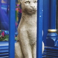 A cat I wouldn't mind having