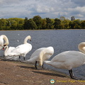 Swans by the Round Pond