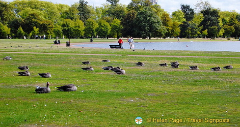 Birds of Kensington Gardens