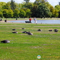 Birds of Kensington Gardens
