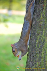 A stretched squirrel