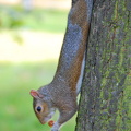 A stretched squirrel