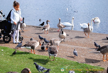 Bird feeding at the Round Pond