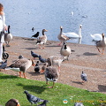 Bird feeding at the Round Pond
