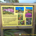 About the Minack Gardens