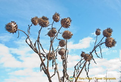 Memorial Gardens flowers