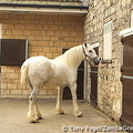 This beautiful Shire horse helps with daily beer deliveries - Tadcaster [Yorkshire - England]