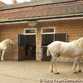 The renowned pair of Shire dray-horses, Tadcaster [Yorkshire - England]