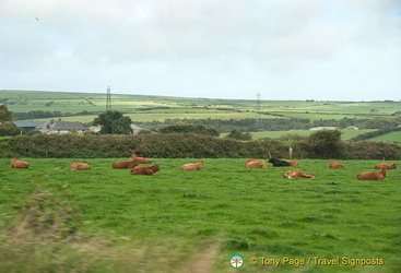 Cornish countryside