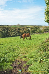 Horses in a nearby paddock