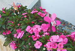 Brilliant flowers and interesting insects