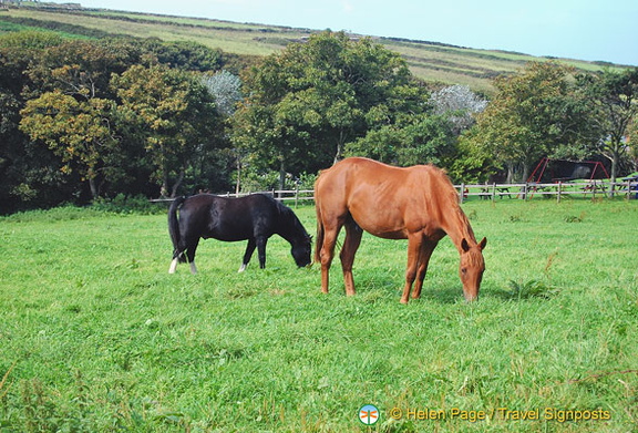 Horses in a nearby paddock