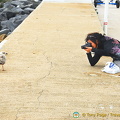 Taking a close-up of this seagull on Haldon Pier