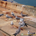 Seagulls on Haldon Pier