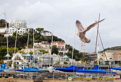 Torquay marina