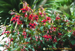 Beautiful flowers along Torwood Street