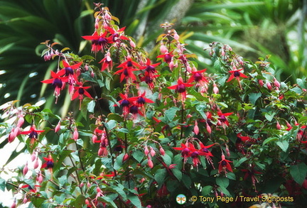 Beautiful flowers along Torwood Street