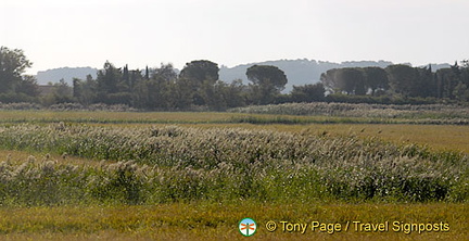 Arles countryside