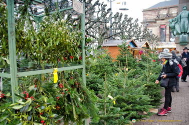 Christmas trees and other plants