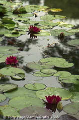 Giverny - France