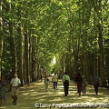This plane tree-lined avenue leads to the elegant Chateau de Chenonceau  [Chateaux Country - Loire - France]