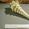Plaster cast of Campanile giganteum fossil