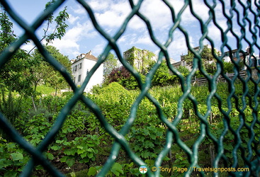 Clos Montmartre - Montmartre's secret vineyard