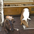 Shopping in Paris