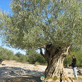 This olive tree is over 500 years old