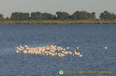 The Camargue - Provence, France