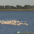 The Camargue - Provence, France