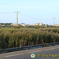 The Camargue - Provence, France