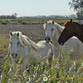 The Camargue - Provence, France