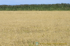 The Camargue - Provence, France