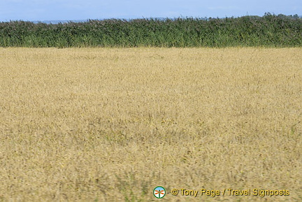 The Camargue - Provence, France