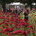 Me admiring the rose garden at Bamberg Neue Residenz