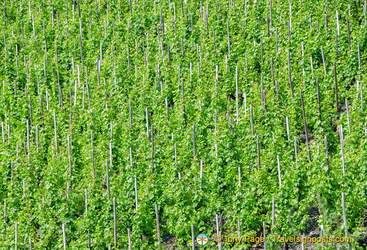 Mosel Valley vineyards