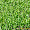 Mosel Valley vineyards
