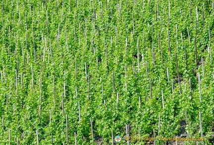Mosel Valley vineyards
