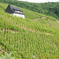 Moselle Valley vineyards