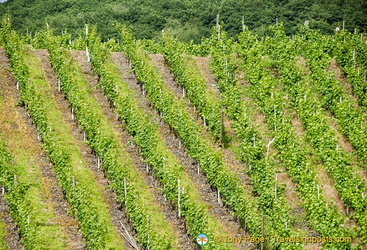 More Moselle Valley vineyards